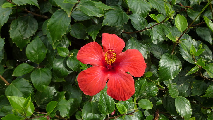 hibiscus, flower, blossom, bloom, nature, red, spring