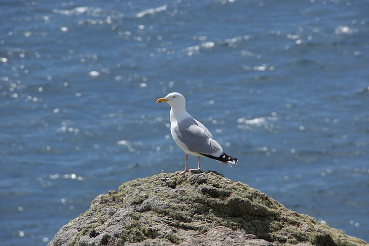 seagull, bird, animal, rock, waterfowl