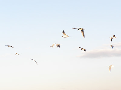 seagulls, flying, spring, sky, clouds, bird, dom