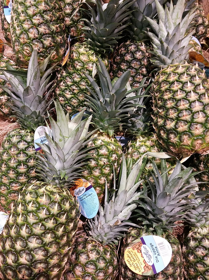 pineapple, fruits, fruit, young pineapple, plant, exotic, outdoor