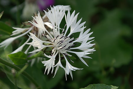 flor blanca, blanc, natura, pistil, pol·len, flors blanques, pètal