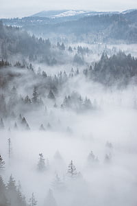 aerial, fog, forest, woods, trees, green, mountain