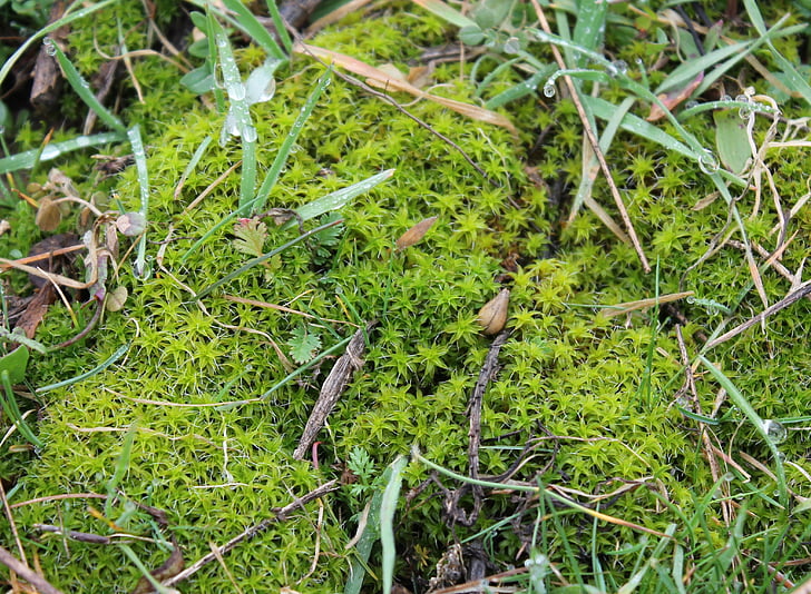 moss, green, nature, plant