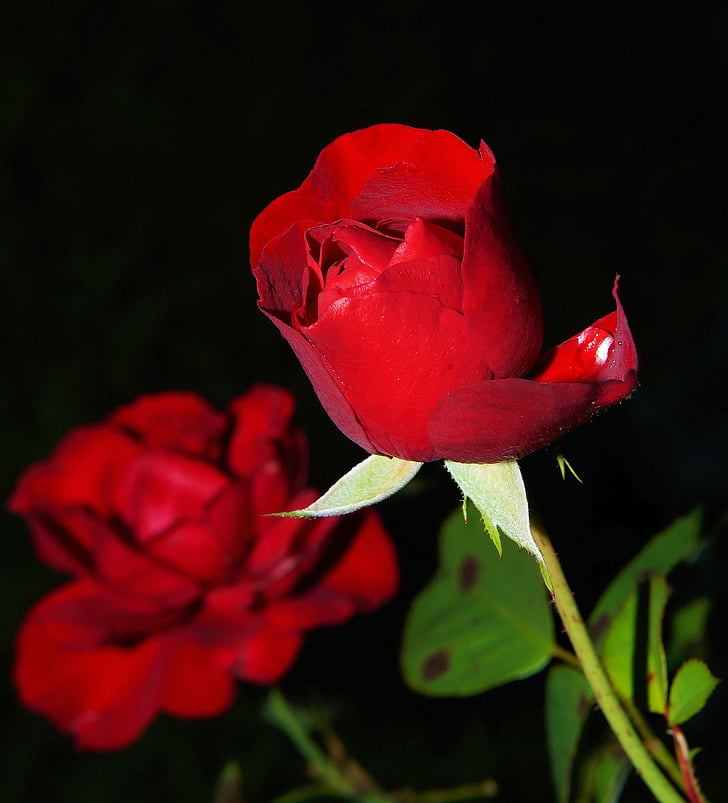 Rosa, vermell, flor, flor, flor rosa, bellesa, jardí