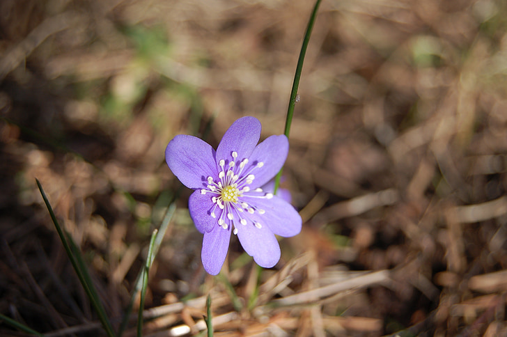 синій anemone, фокус, завод, Весна, квітка, сад, фіолетовий