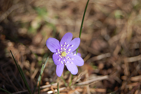 blauwe anemone, focus, plant, lente, bloem, Tuin, paars