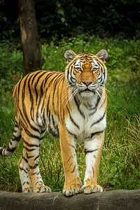 állat, nagy macska, szőrme, fű, dzsungel, tigris, vadmacska