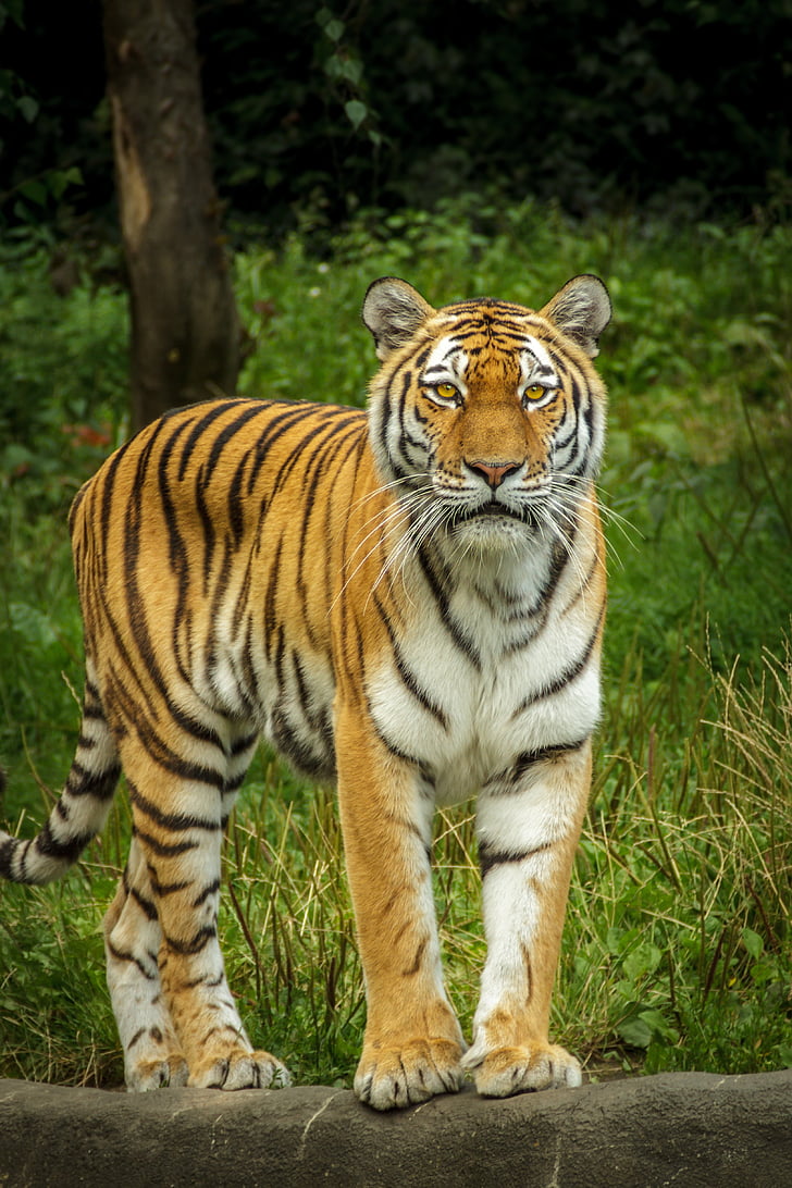 panthera tigris altaica, tiger, siberian, amurtiger, ussuritiger, stand, watch