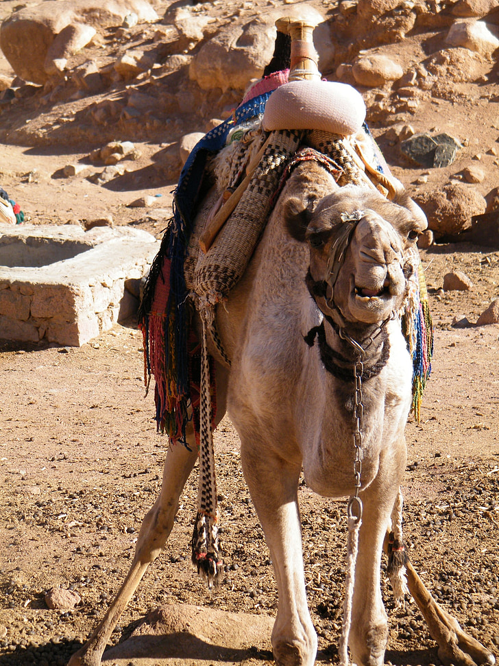 Egypti, Sinai, Camel