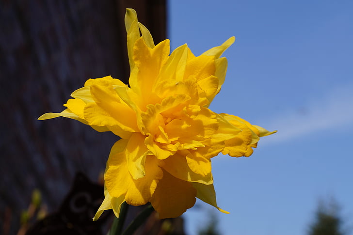 Narcissus, eriline ületamisel, Holland, õis, Bloom, kollane, kevadel