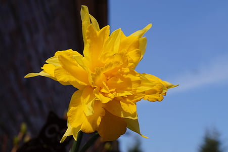 Narcissus, spesielle krysset, Holland, Blossom, blomst, gul, våren