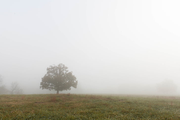 foggy, tree, grass, park, scene, nature, fog