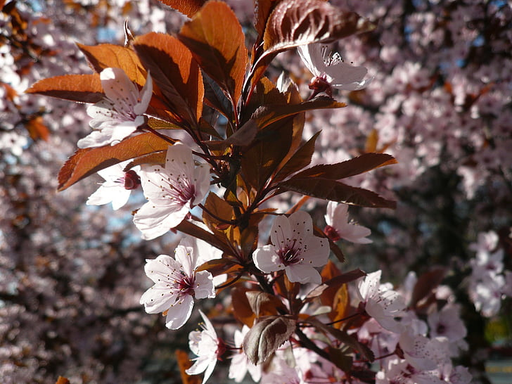 vaaleanpunainen, kukat, mikro, linssi, photograpy, kukkiva puu, Puu, kevät