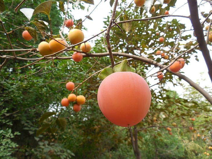 persimmon fruit, tree, healthy, farm, orchard, fruits, food