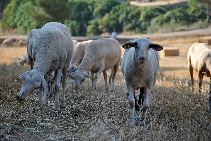 πρόβατα, κατσίκα, φύση, κοπάδι, αγρόκτημα, ζώο, φάρμα των ζώων
