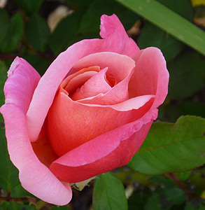 Rosa, capoll de Rosa, flor, brot, floral, flor, natura