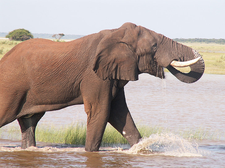 cestování, Namibie, Afrika, slon, Etosha, Národní park, zvíře