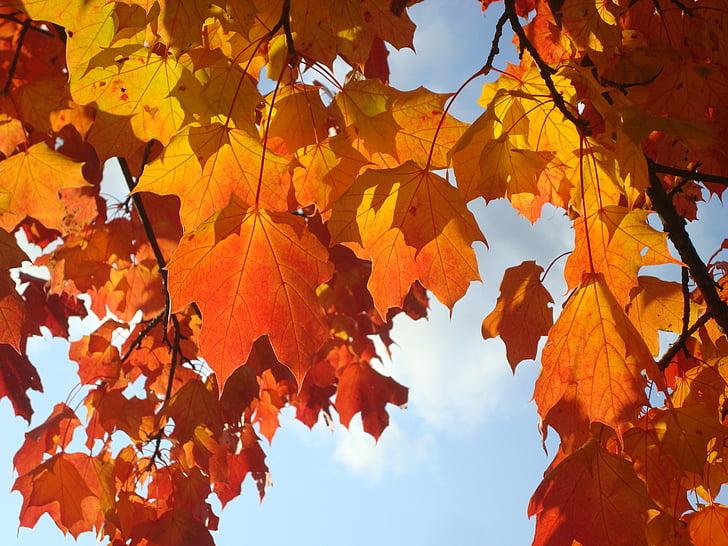 rudenį, lapai, Klevas, oranžinė