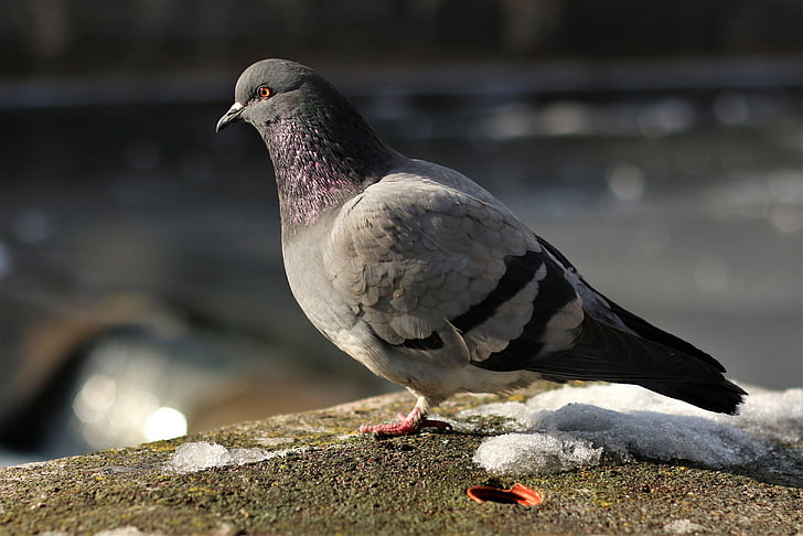 pigeon, bird, city, animal, animals