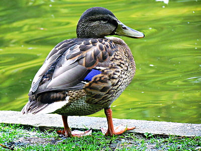 duck, bird, water, pond, wild birds, water birds, park