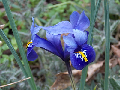 Blumen, violett, Natur