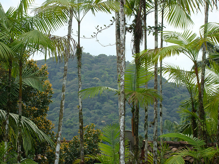 Příroda, krajina, Mata atlantica, tropický prales