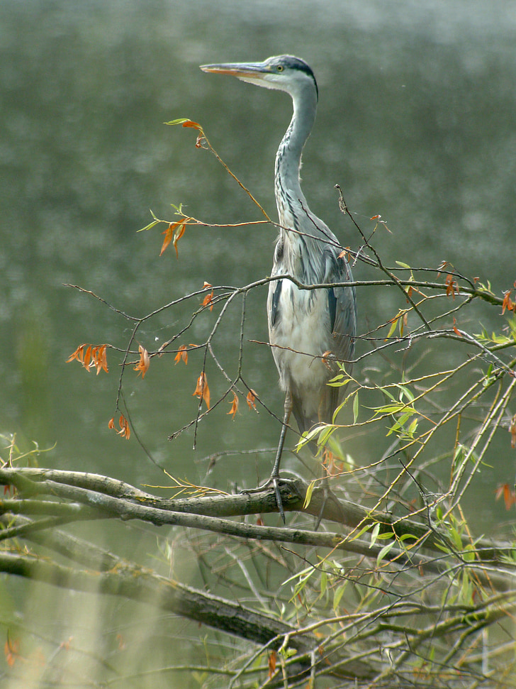 blue heron, uccelli, natura