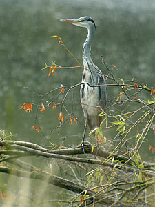 Blue heron, vtáky, Príroda