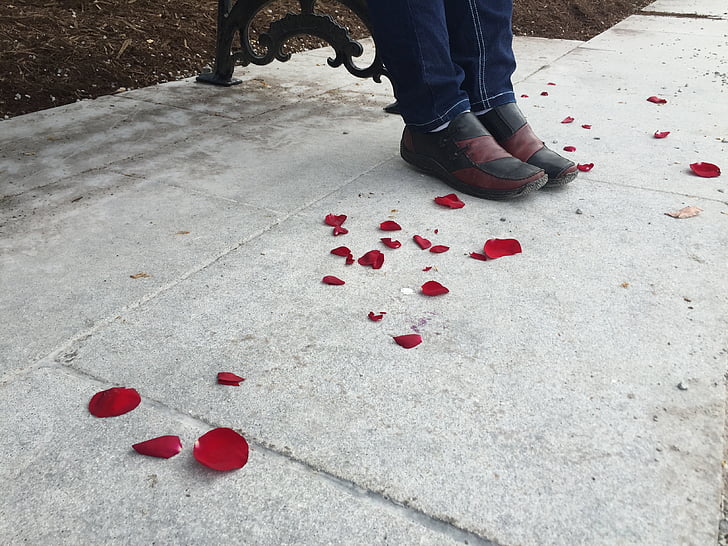 red rose, red petals, petals, shoes, park, concrete, red