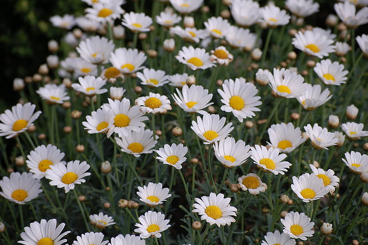 Daisy, virág meadow, virágok, természet, növény, nyári, rét