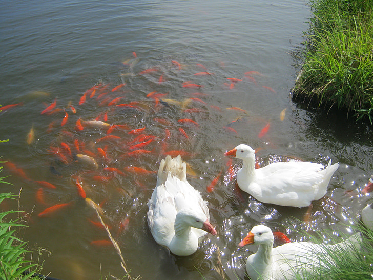백색 거 위, 금붕어, 연못, 물고기, 여름, 오렌지, 하얀