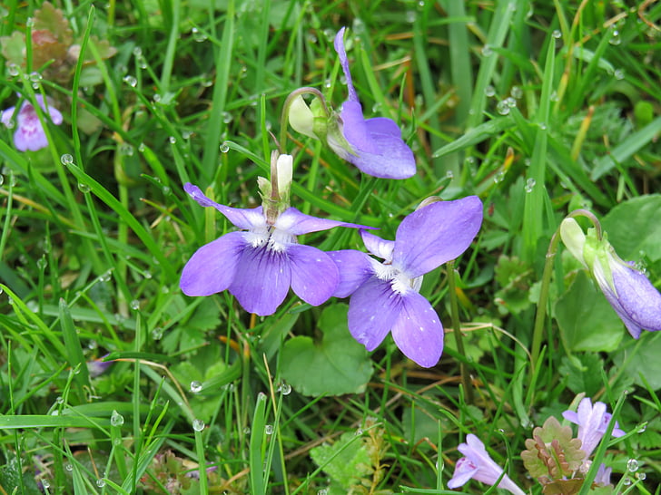 Violet, paars, lente, Viola, plant, Wild flower, Bloom