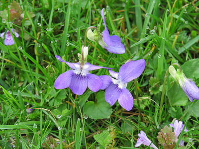 violet, purple, spring, viola, plant, wild flower, bloom