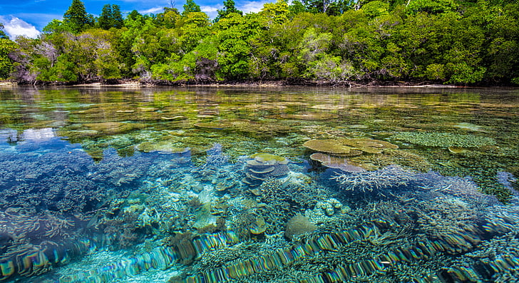 Costa, arrecifes de coral, transparencia, tropical, Islas de Widi, Islas de Halmahera, Indonesia