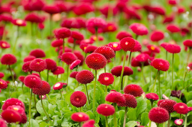bunga, merah, musim panas, musim semi, berkebun, makro, objek
