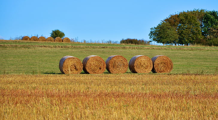 field, agriculture, straw bales, hay bales, landscape, autumn, field crops