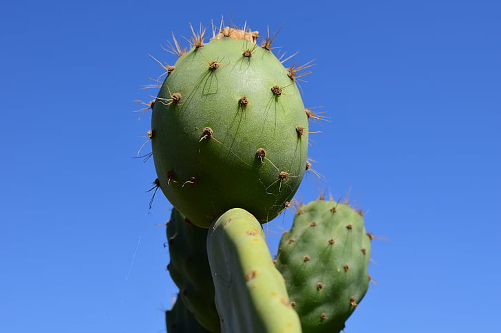 Cactus, figue de barbarie, serre de cactus, piquant, méditerranéenne, épi, Cactaceae