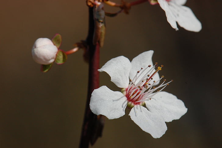 primavera, Blossom, Bloom, fiore di ciliegio, albero, prugna di sangue