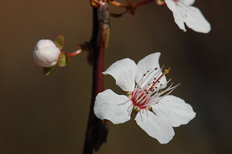 Primavera, flor, flor, flor de cerejeira, árvore, ameixa de sangue