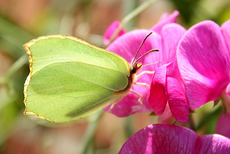 gonepteryx rhamni, πεταλούδα, έντομο, λουλούδι, φύση, φυτό, φύλλο