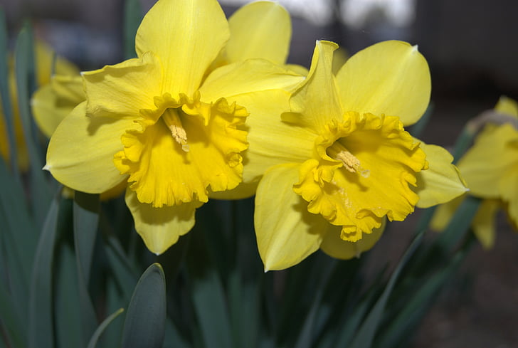 Daffodil, blommor, våren, gul, naturen, blomma, Anläggningen