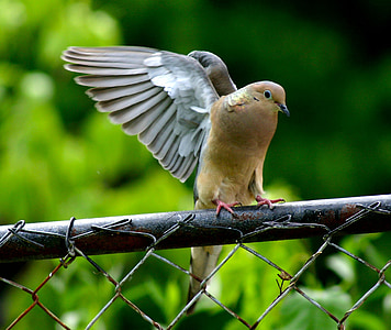 pigeon, dove, bird, feathered, wild life, fence, wired
