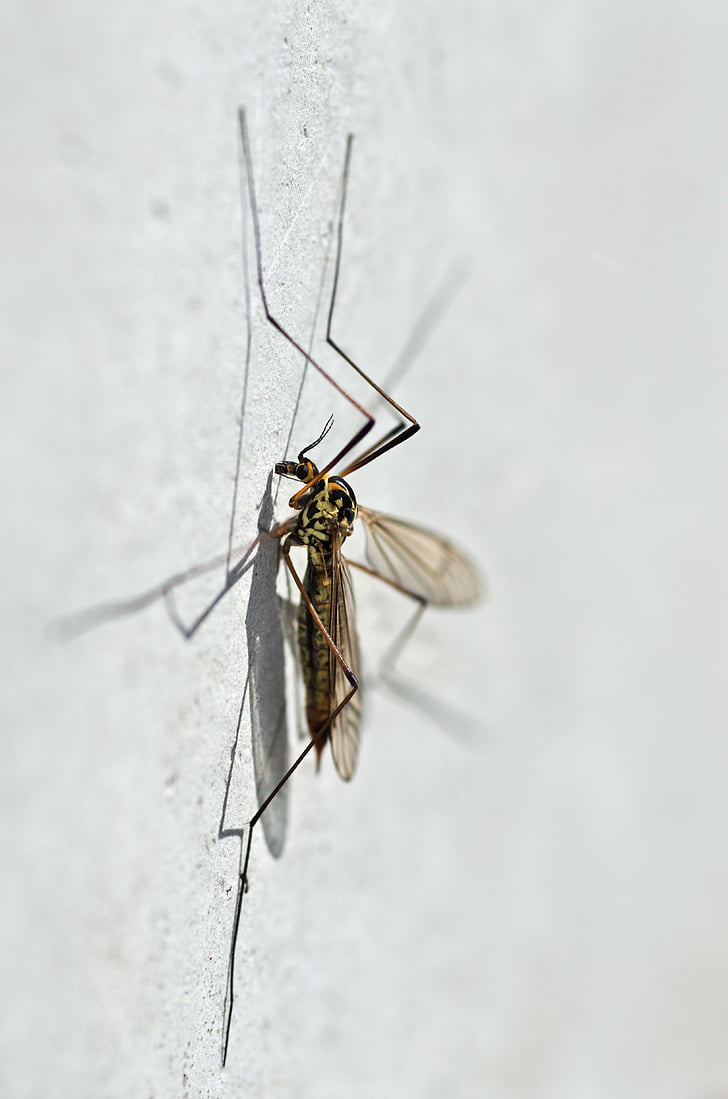 komara, nephrotoma appendiculata, makro, Szczegóły, tiplice, owad, zwierząt