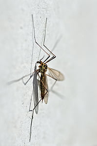 Sivrisinek, nephrotoma appendiculata, Makro, ayrıntı, tiplice, böcek, hayvan
