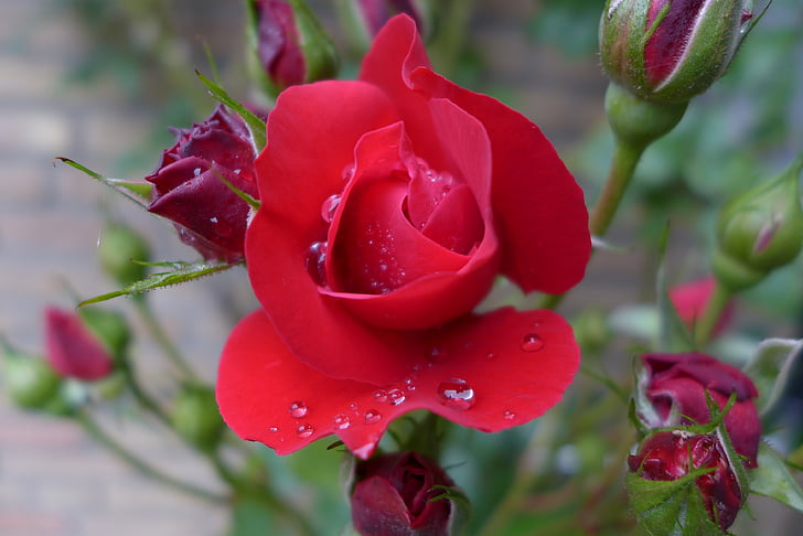 Rose, rdeča, vrtnice cvet, beaded, dewdrop, blizu, čudovito