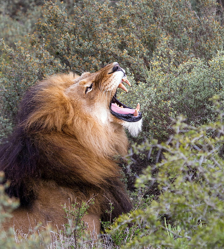 lion, africa, south africa, national park, roar, predator, big cat