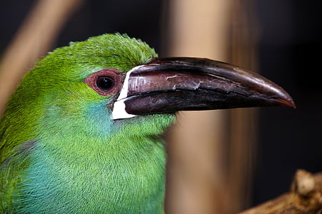 pássaro, bico, cores, exóticas, verde, penas, plumagem