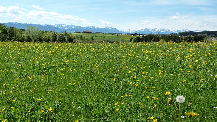 primavera, Allgäu, prato, dente di Leone, fiori, montagne, Panorama