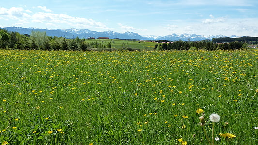 Весна, Allgäu, Луг, Одуванчик, Цветы, горы, Панорама