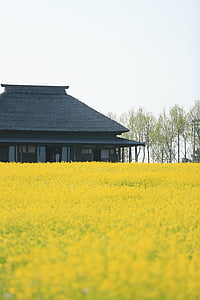 field, flowers, house, nature, yellow, agriculture, rural Scene